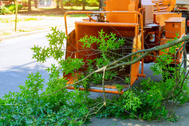 How Our Tree Care Process Works  in  Grandville, MI